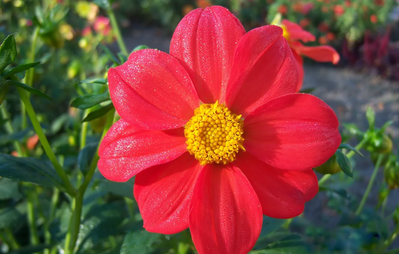 Photo wallpaper dahlias, Rosa, macro, Meduzanol ©, flowers