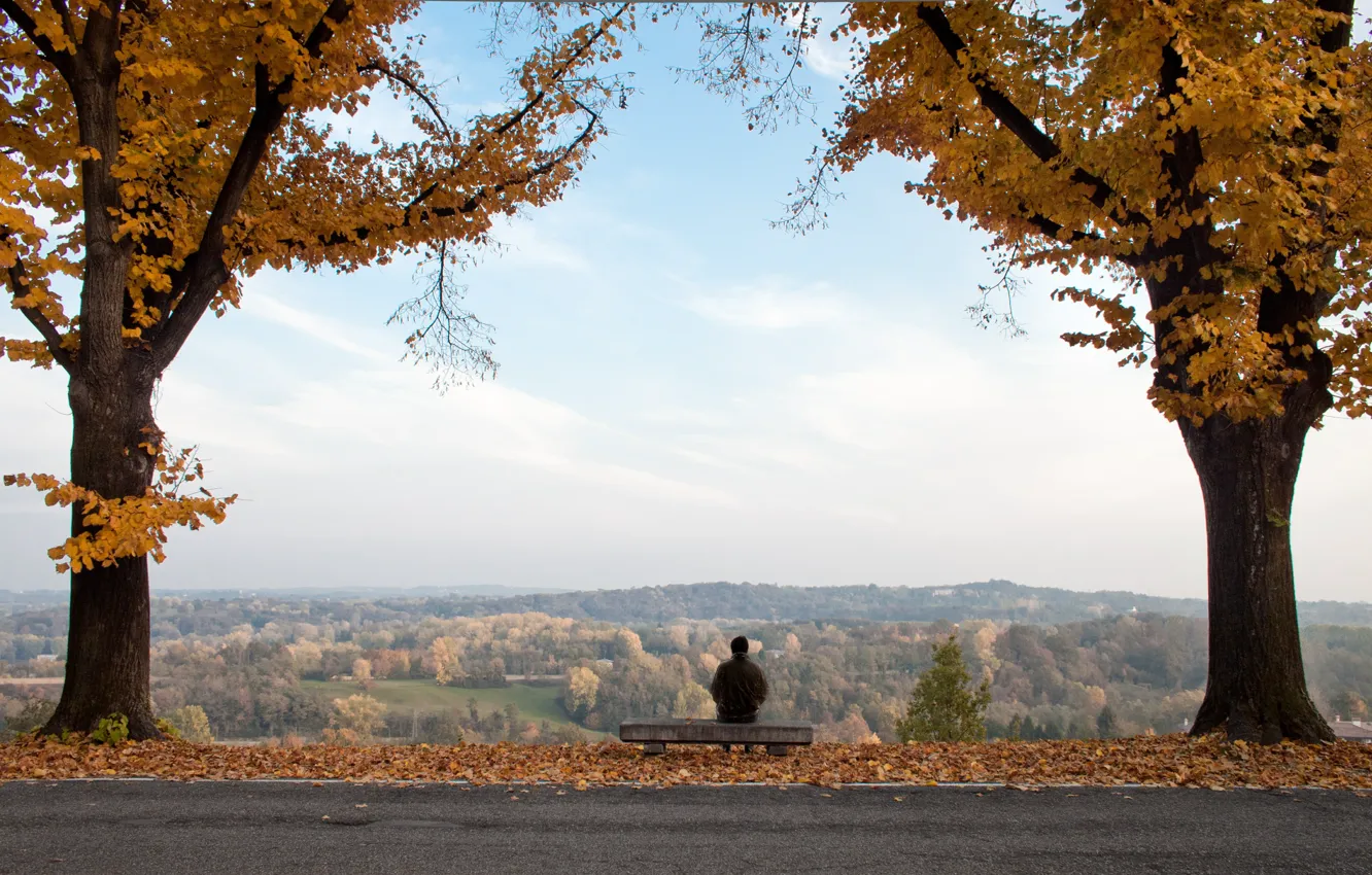 Photo wallpaper autumn, trees, foliage, panorama, falling leaves, trees, nature, panorama