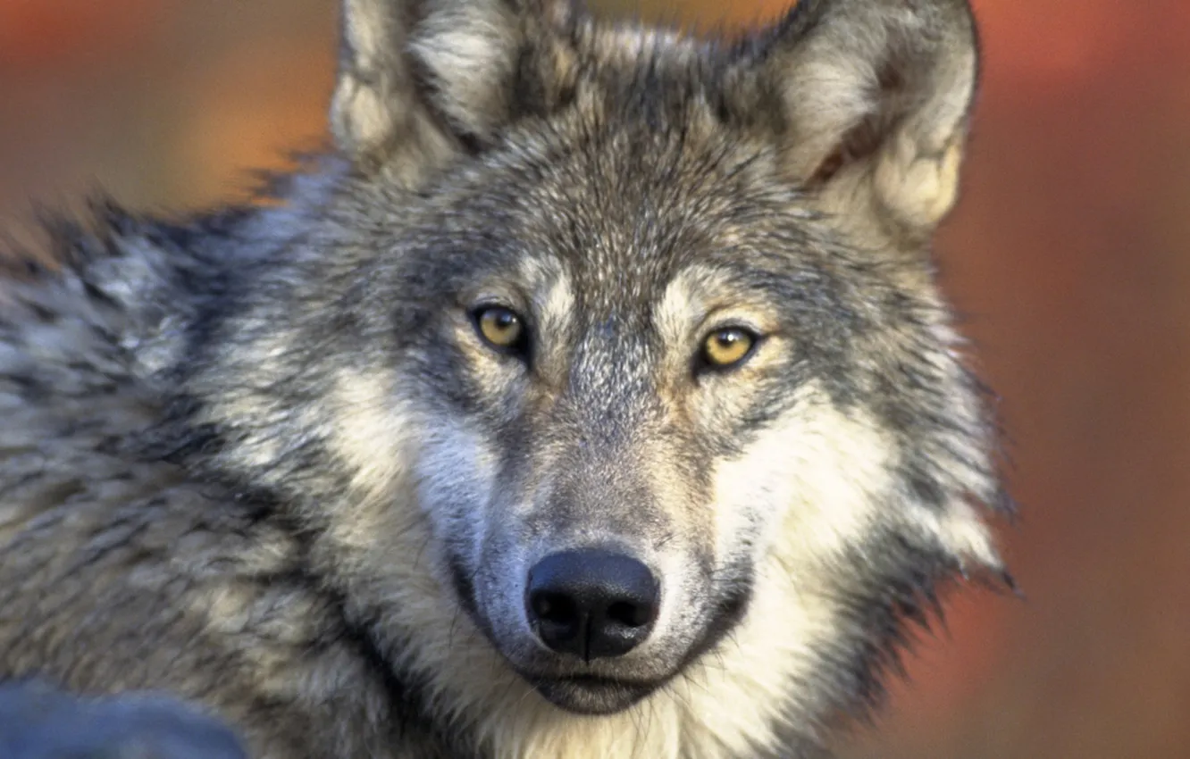 Photo wallpaper nature, face, animal, wolf, wildlife, head, fur, mammal