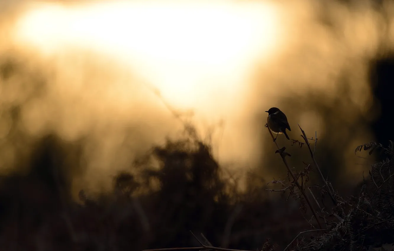 Photo wallpaper night, nature, bird