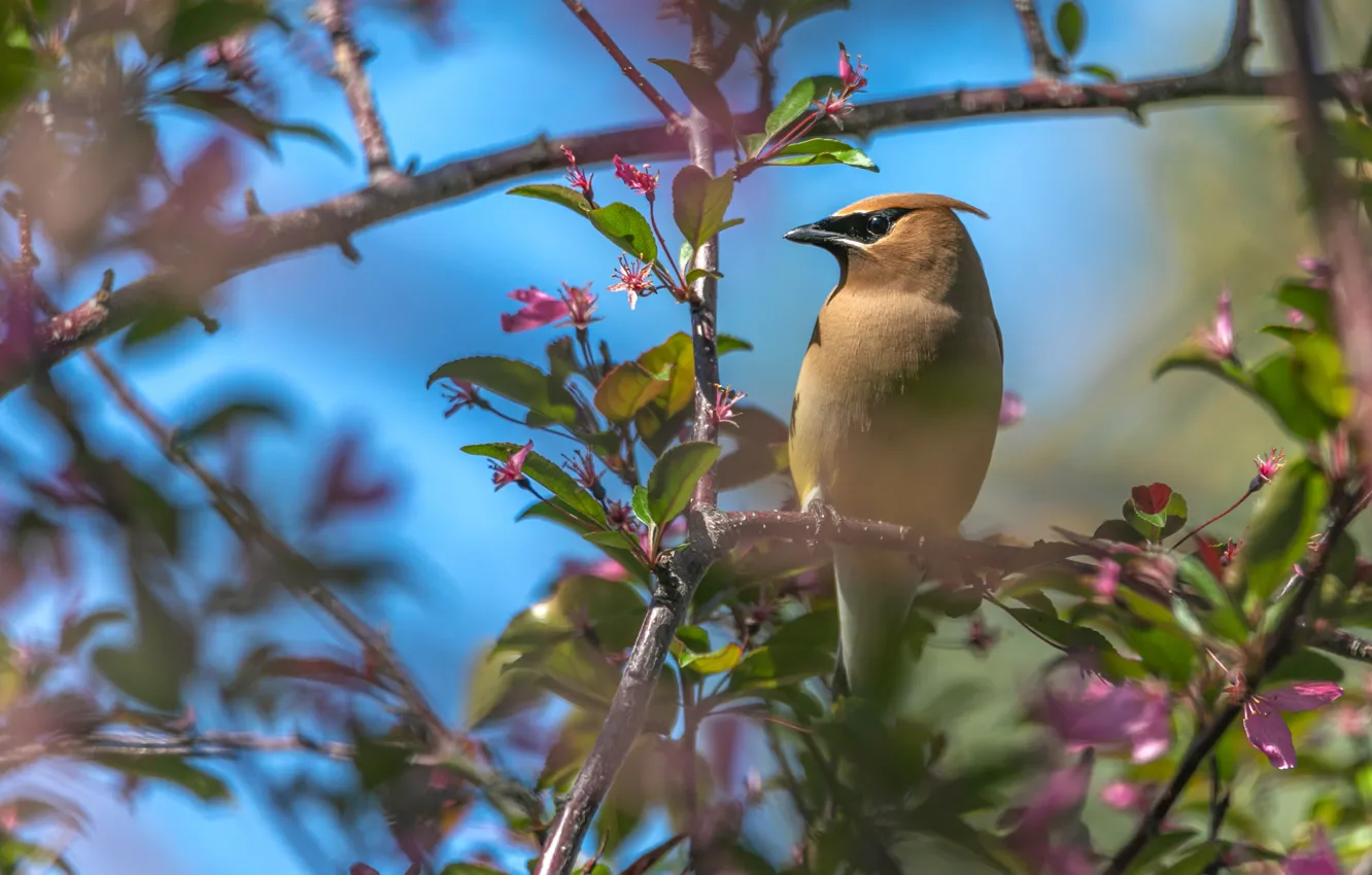 Photo wallpaper branches, bird, the Waxwing