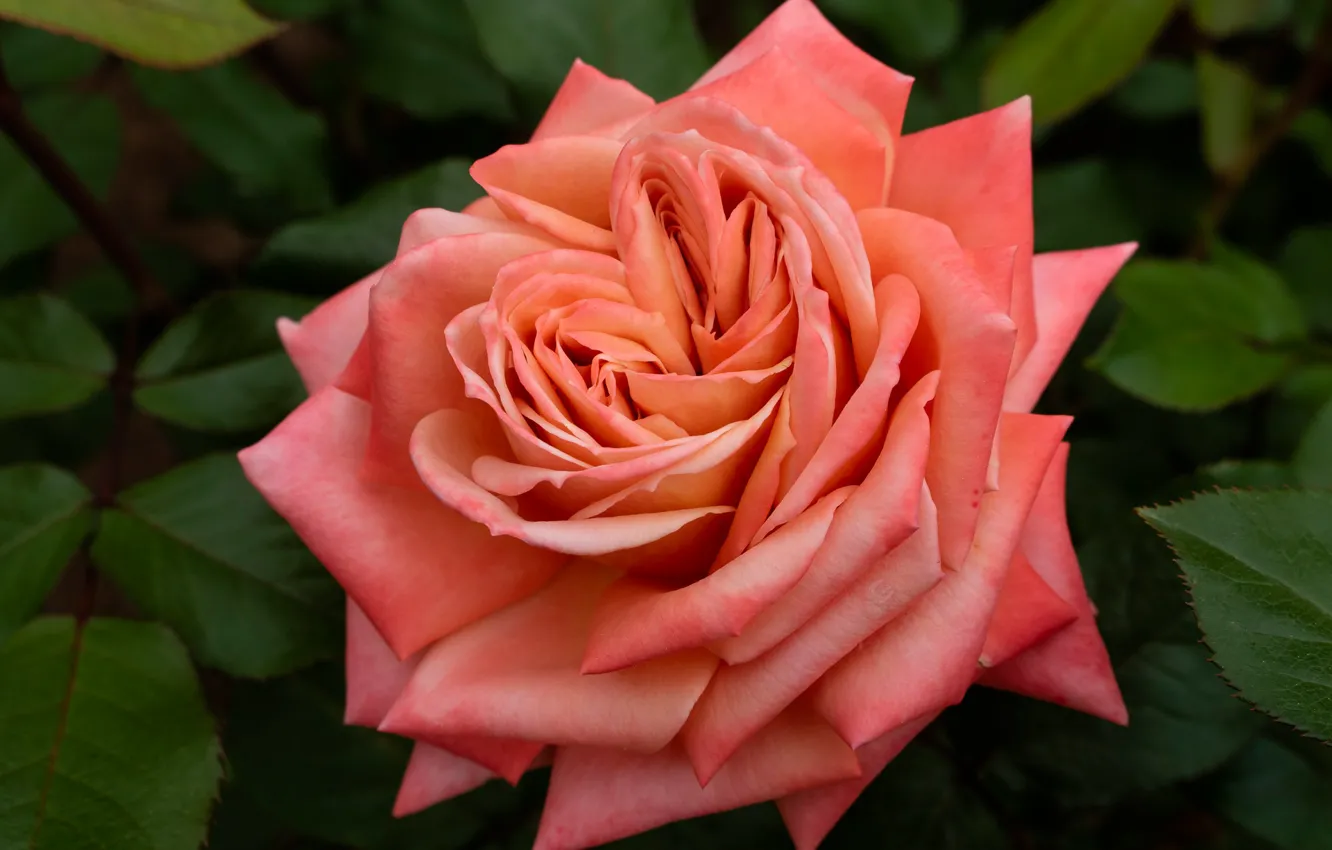 Photo wallpaper leaves, macro, roses, petals, buds