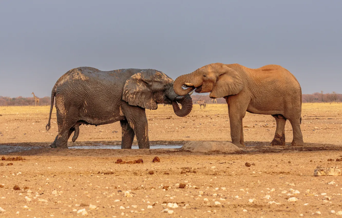 Photo wallpaper Africa, Pair, Two, Mammals, Elephants, Bathing, Male, Wildlife