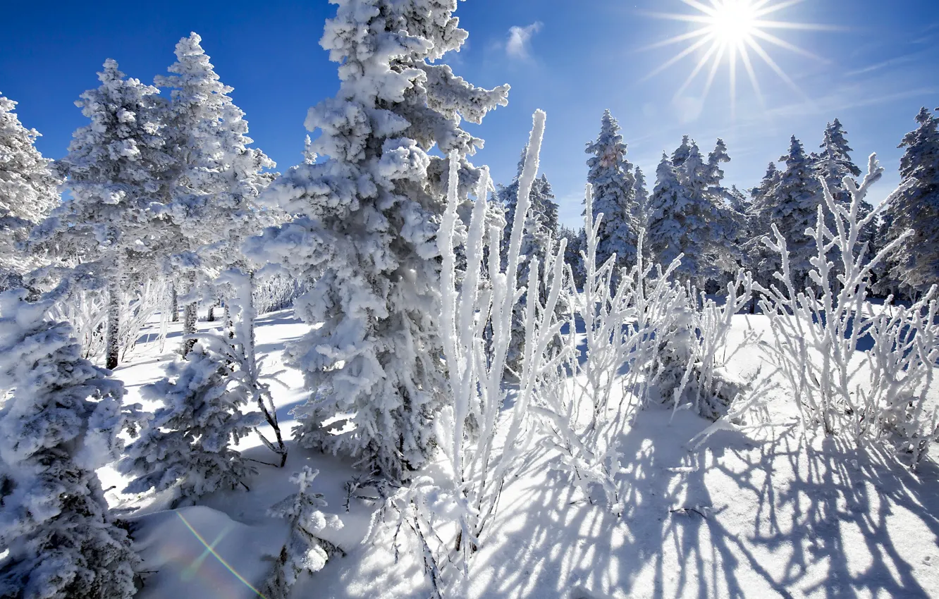 Photo wallpaper winter, the sun, snow, trees