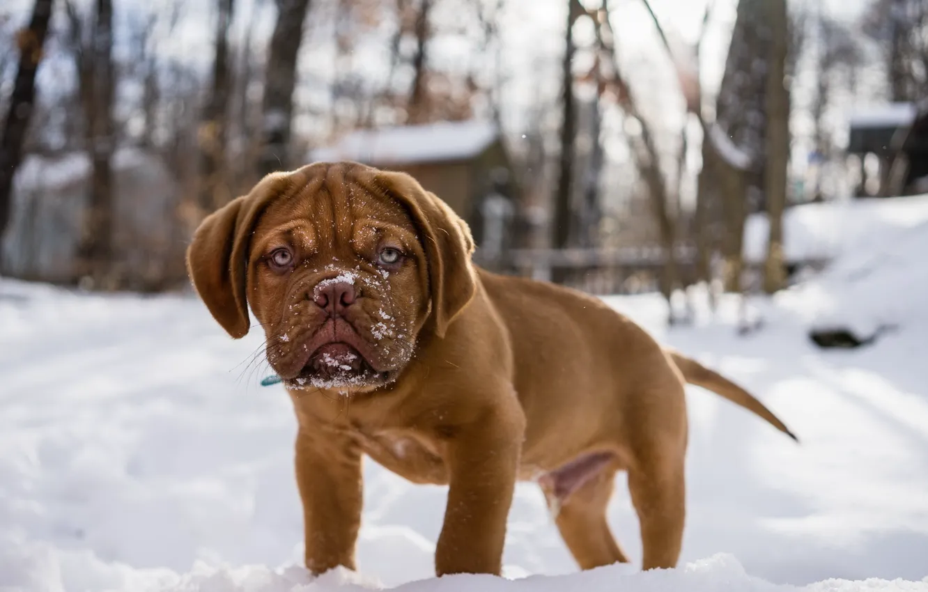 Photo wallpaper look, each, dog