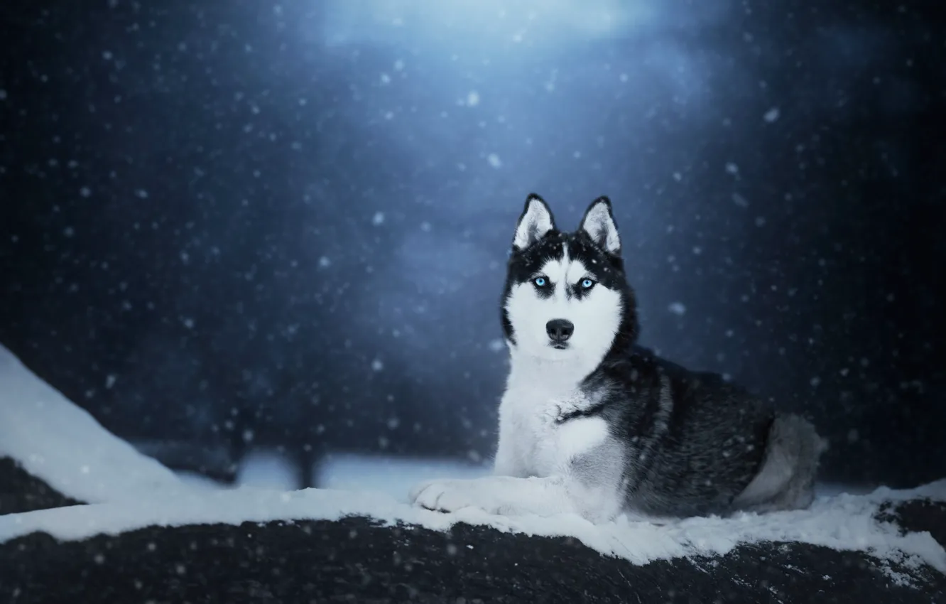 Photo wallpaper winter, look, face, snow, nature, portrait, dog, snowfall