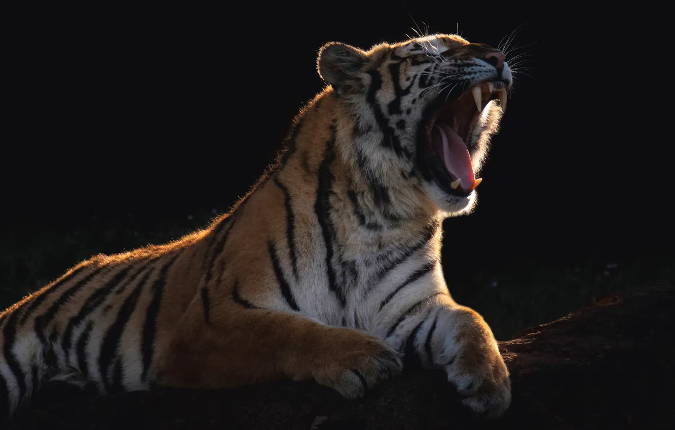 Photo wallpaper language, face, light, tiger, pose, the dark background, paws, mouth