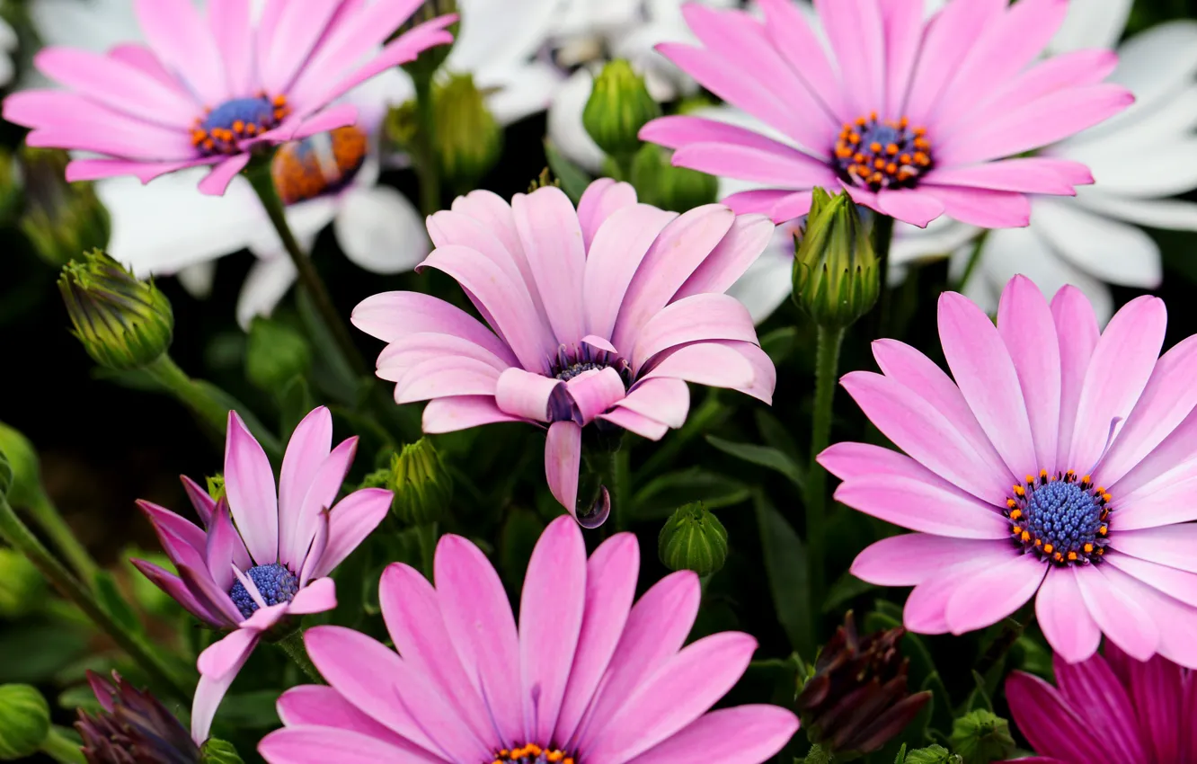 Photo wallpaper flowers, pink, flowerbed, Osteospermum