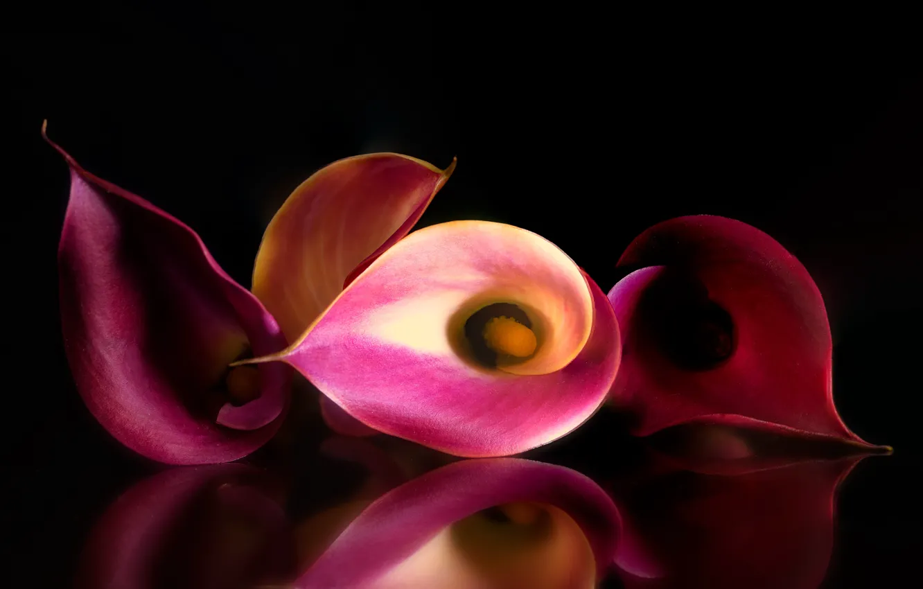 Photo wallpaper flowers, nature, background, Calla lilies