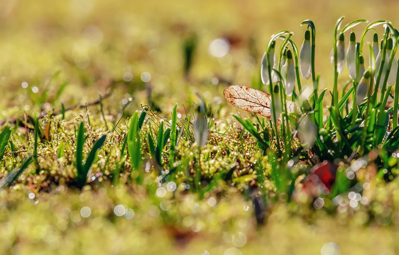 Photo wallpaper grass, leaves, light, flowers, glare, glade, blur, spring