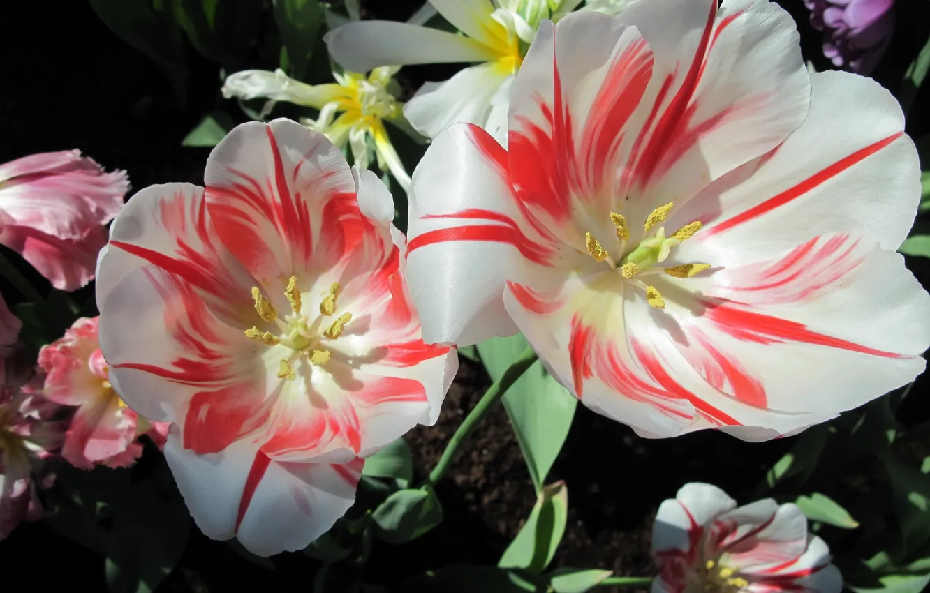 Photo wallpaper flowers, tulips, striped