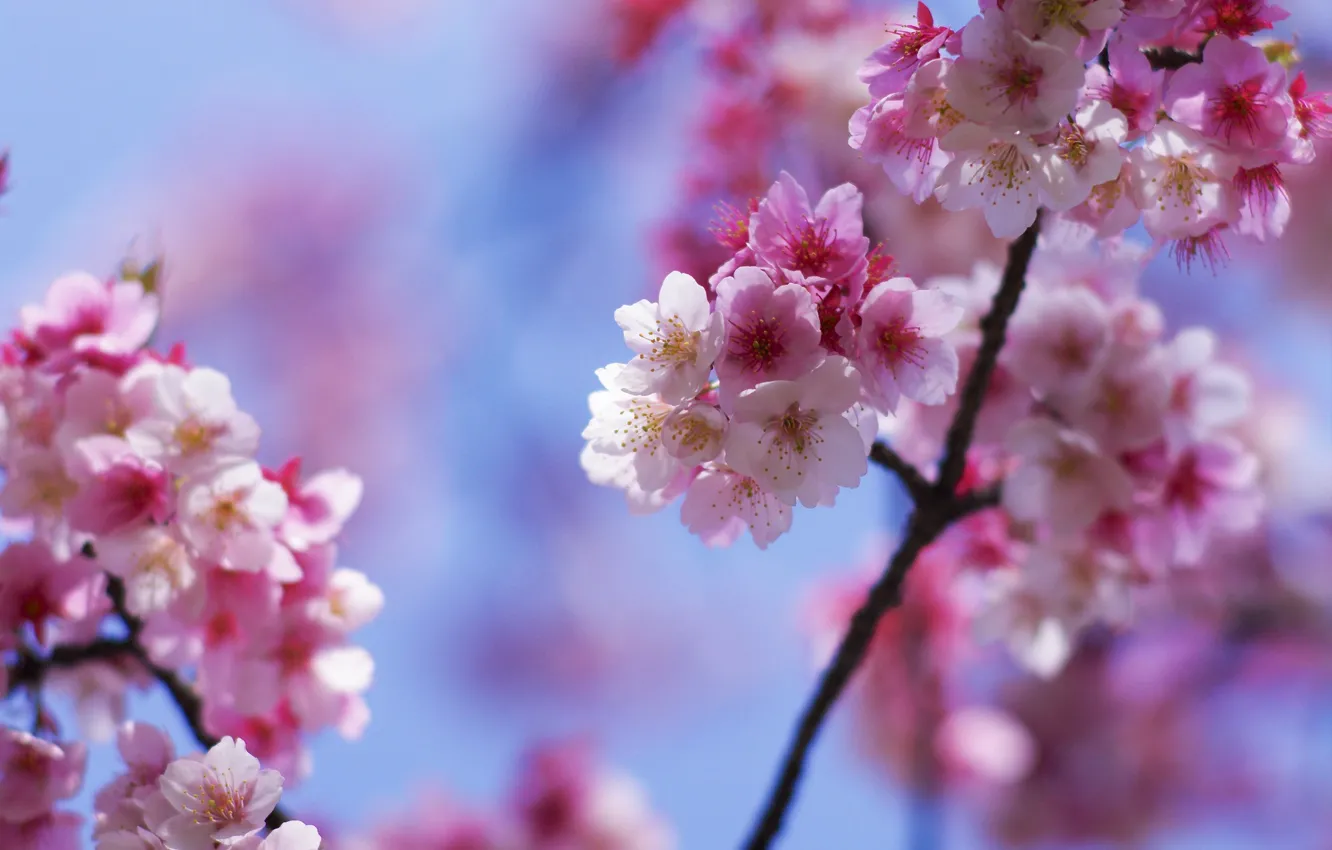 Photo wallpaper flowers, spring, Sakura, pink