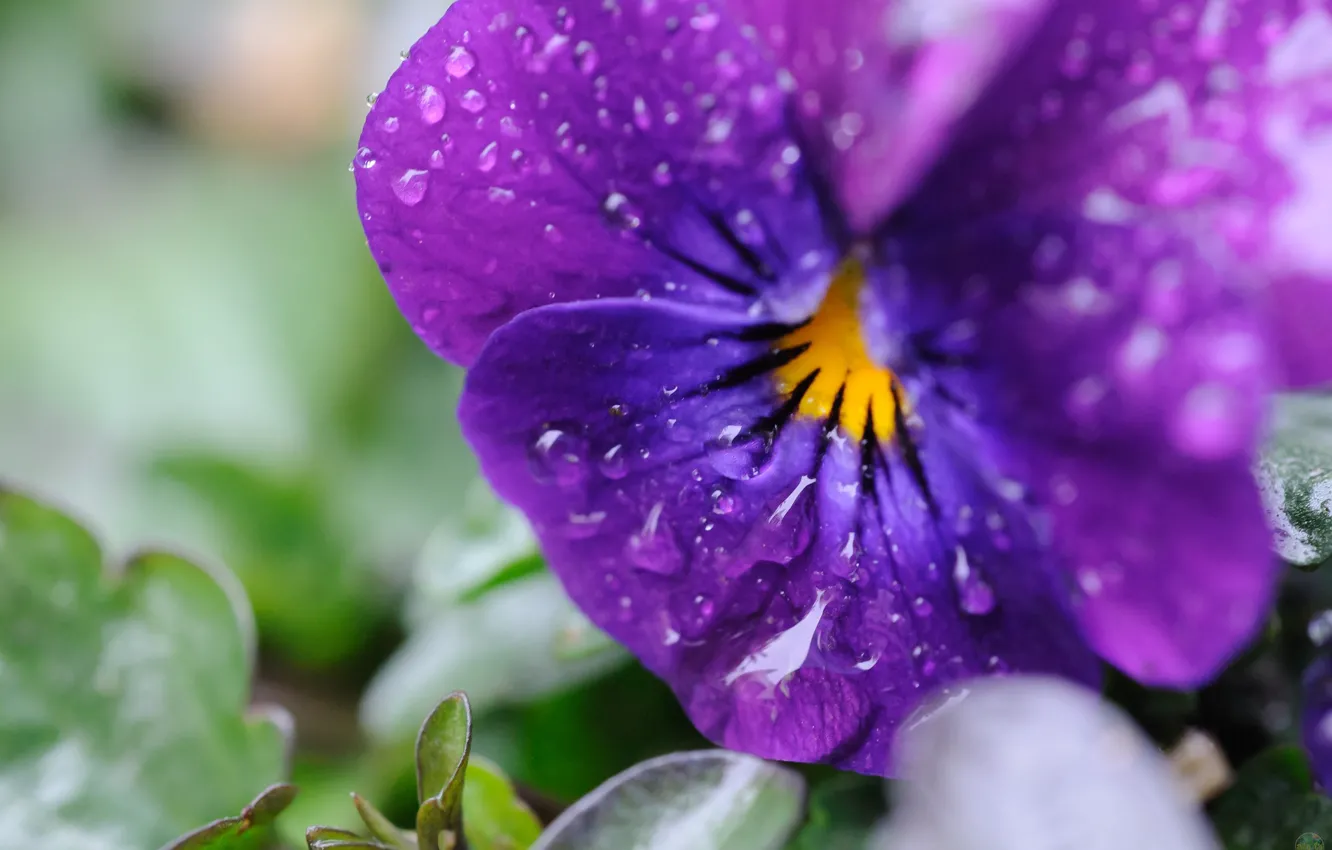 Photo wallpaper drops, macro, viola