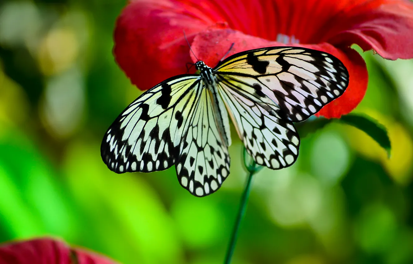 Photo wallpaper macro, flowers, insects, butterfly