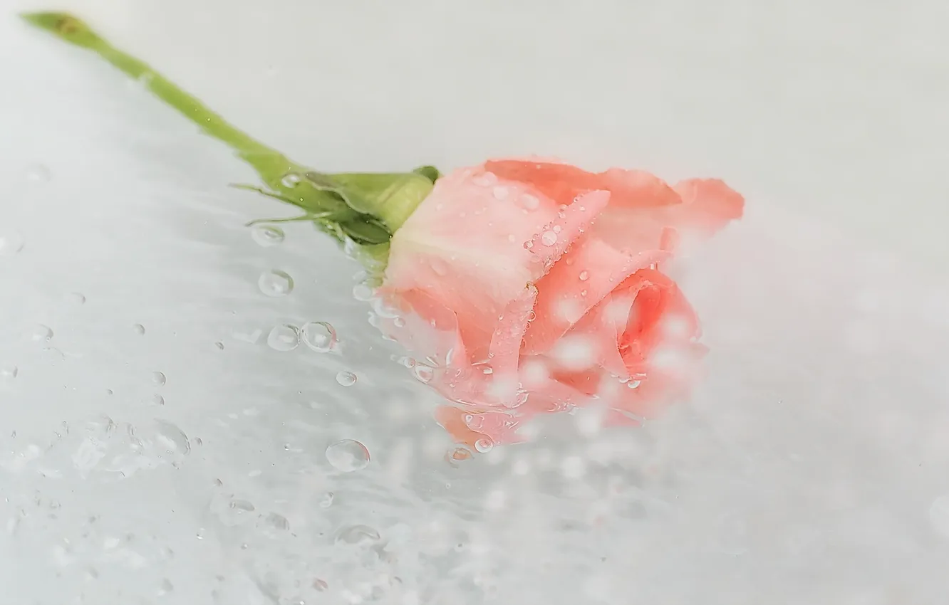Photo wallpaper flower, water, rose