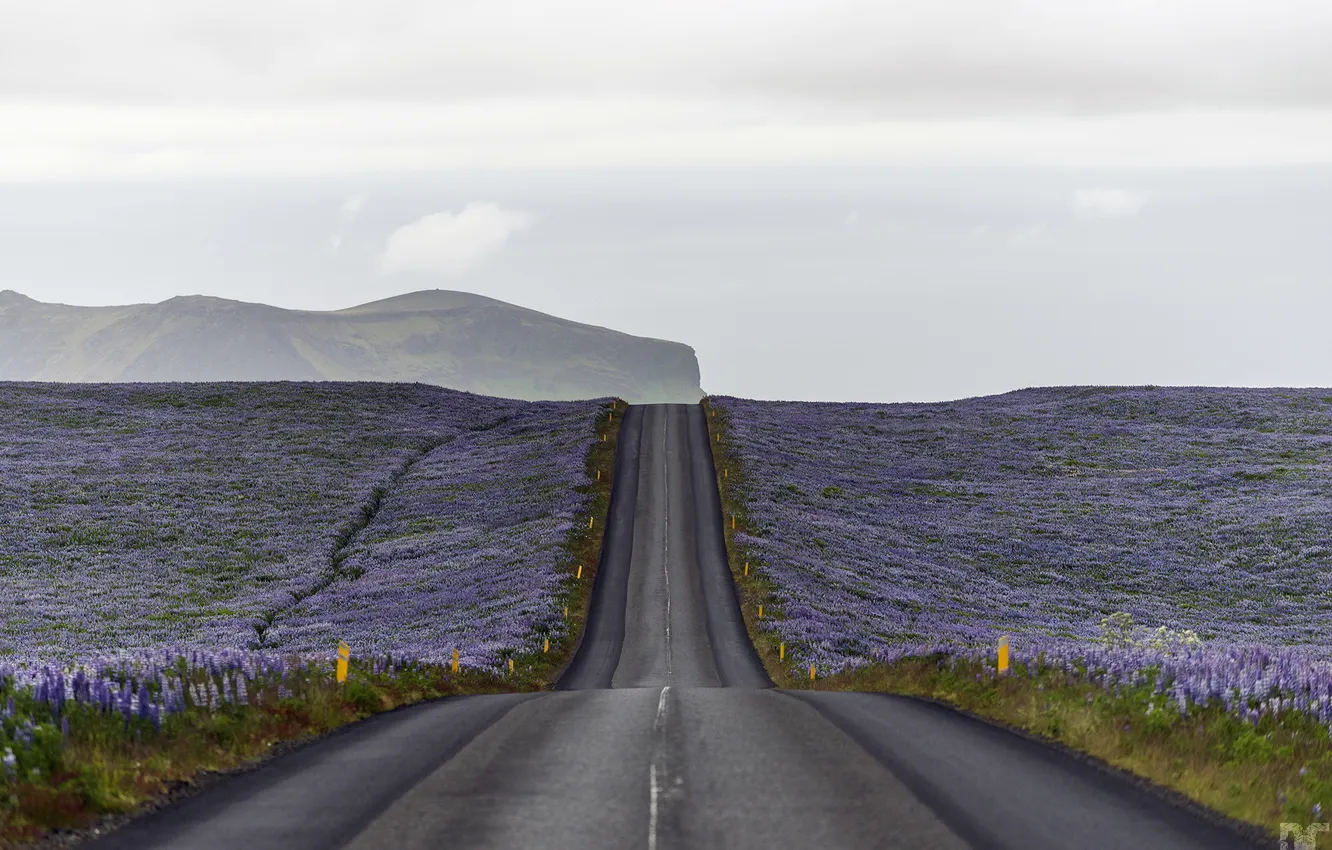 Photo wallpaper road, field, flowers
