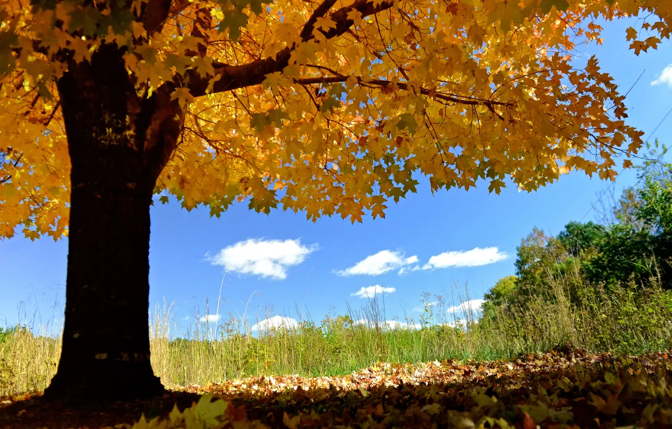 Photo wallpaper autumn, the sky, leaves, trees
