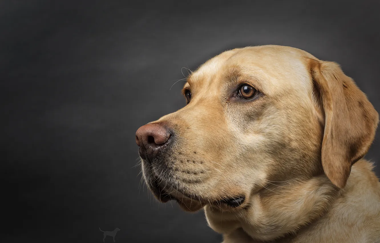 Photo wallpaper look, each, dog