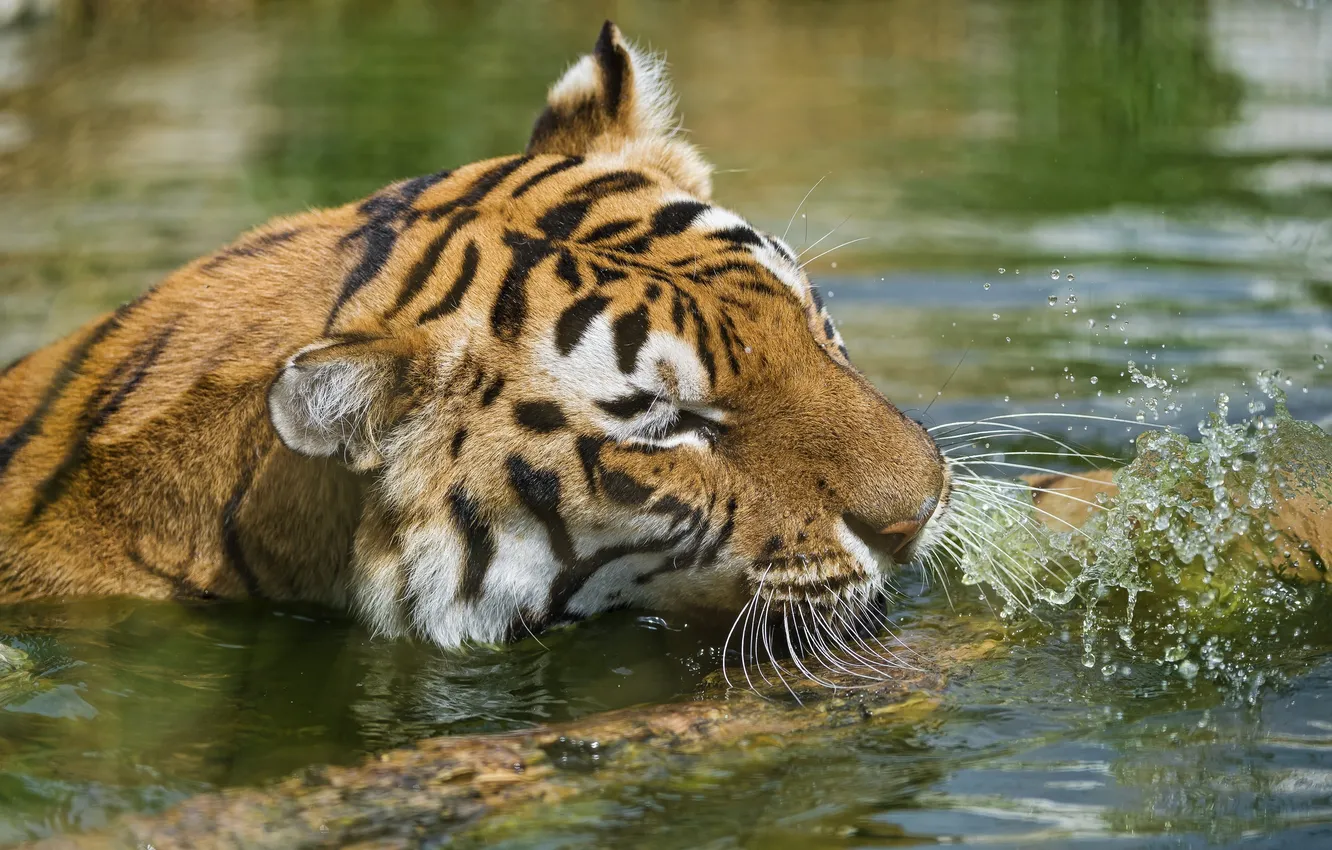 Photo wallpaper face, water, squirt, tiger, bathing, wild cat, pond