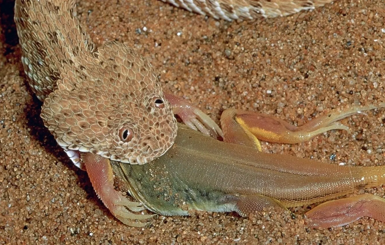 Photo wallpaper snake, scales, lizard, EATS