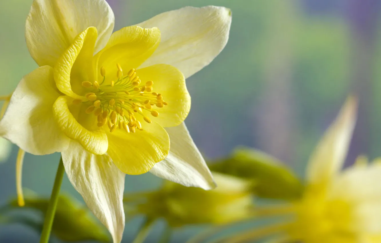 Photo wallpaper macro, flowers, yellow, spring, Flower, Narcissus