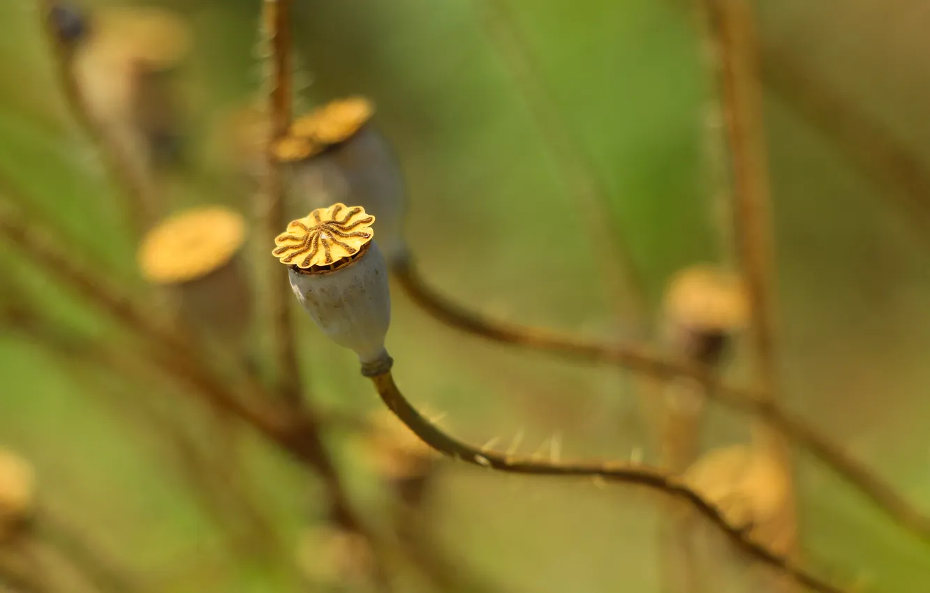 Photo wallpaper plant, dry, poppy seed