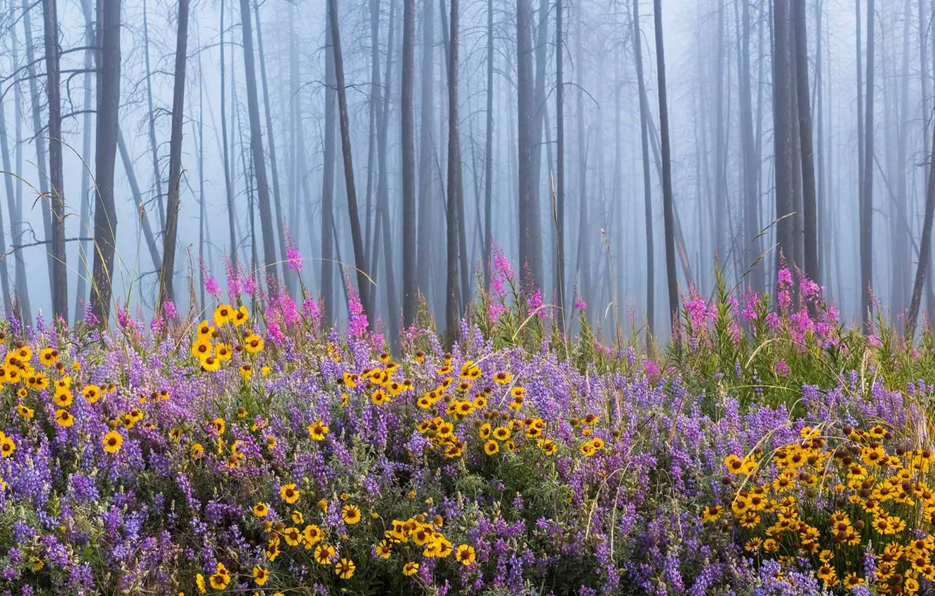 Photo wallpaper forest, flowers, fog, Canada, British Columbia, Kettle River