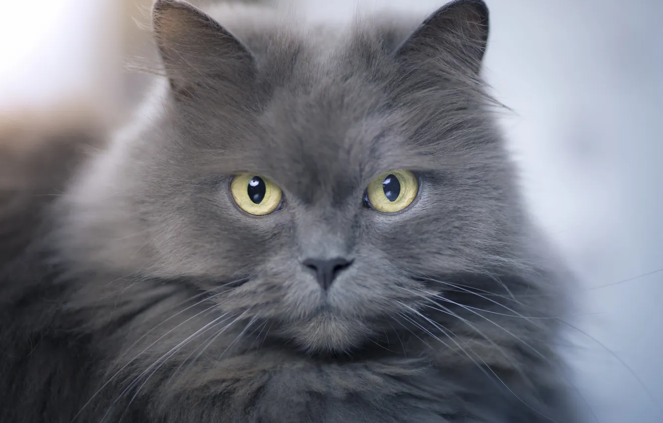 Photo wallpaper cat, cat, look, pose, grey, portrait, fluffy, face