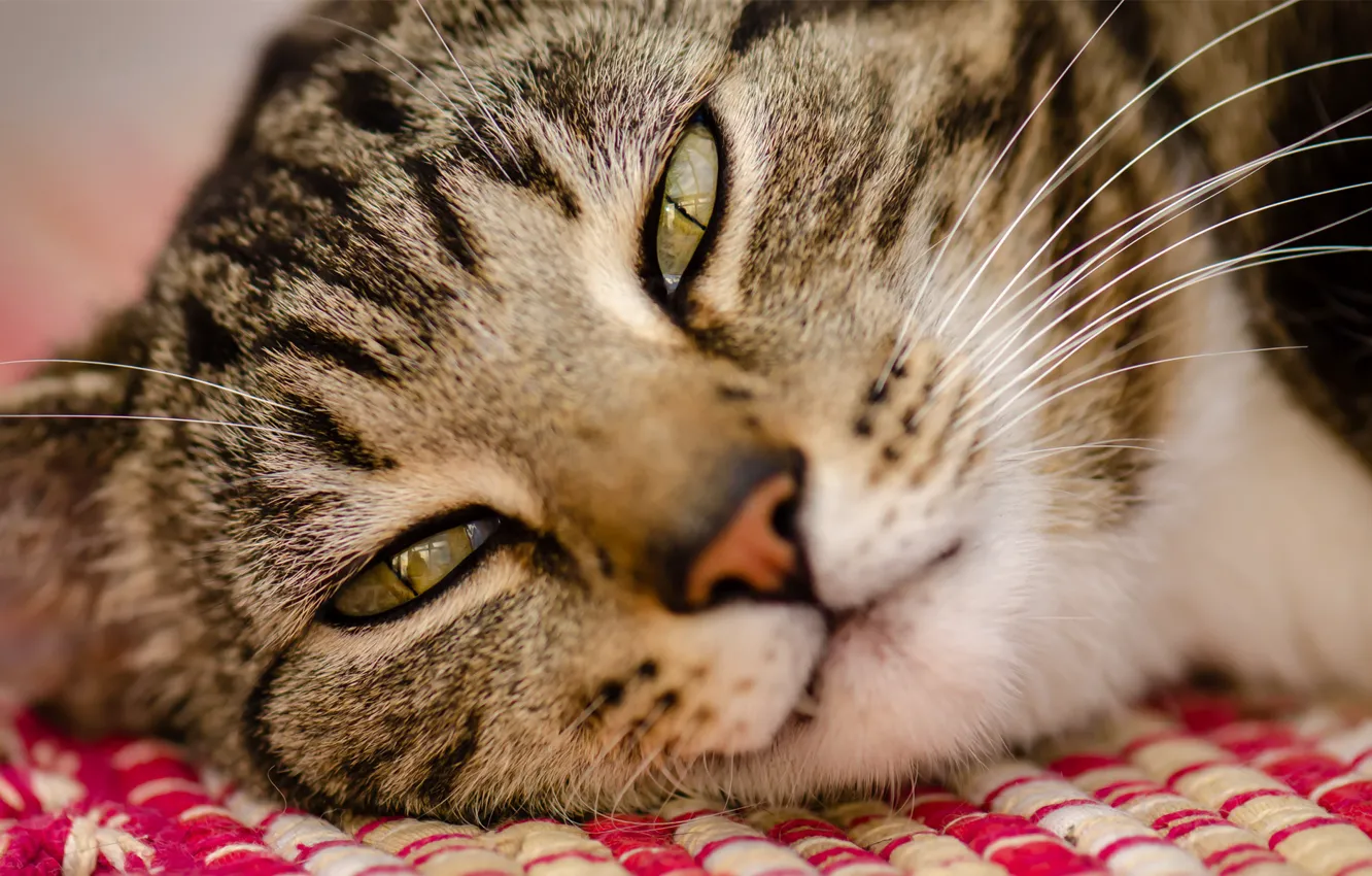 Photo wallpaper cat, face, macro, lying