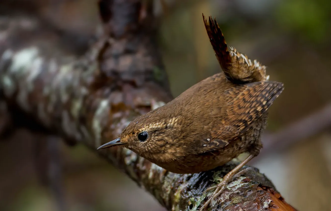 Photo wallpaper branches, bird, beak, tail, Wren