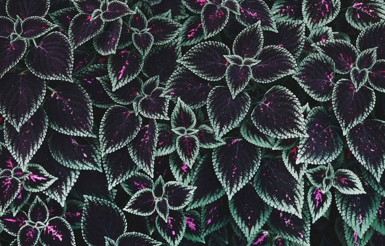 Photo wallpaper texture, garden, plants, Leaf Background