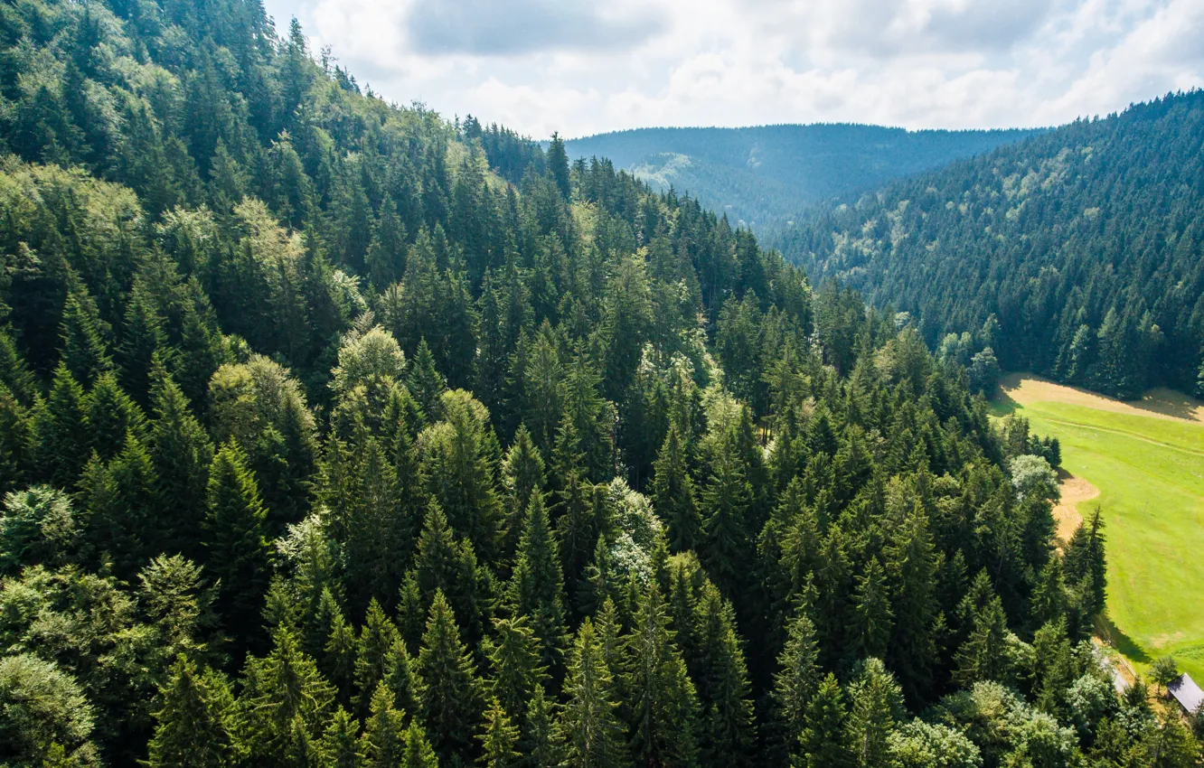 Photo wallpaper forest, nature, tree