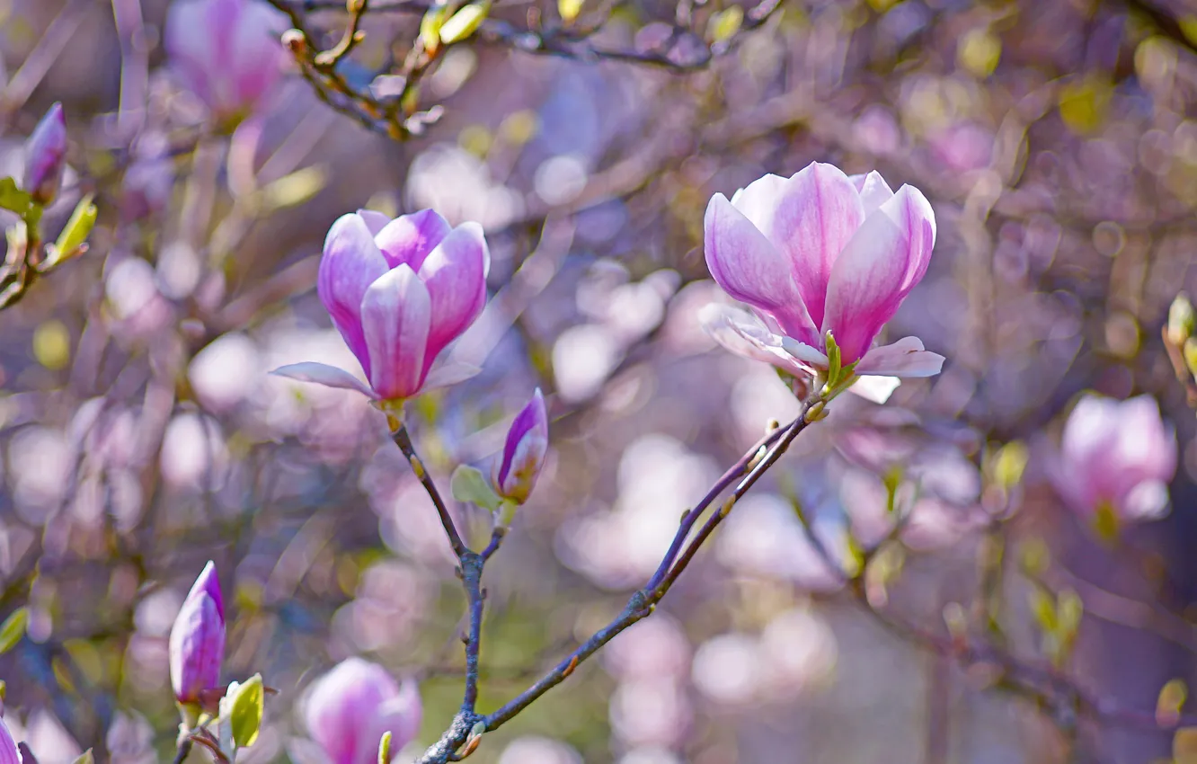 Photo wallpaper light, flowers, branches, background, spring, flowering, lilac, bokeh