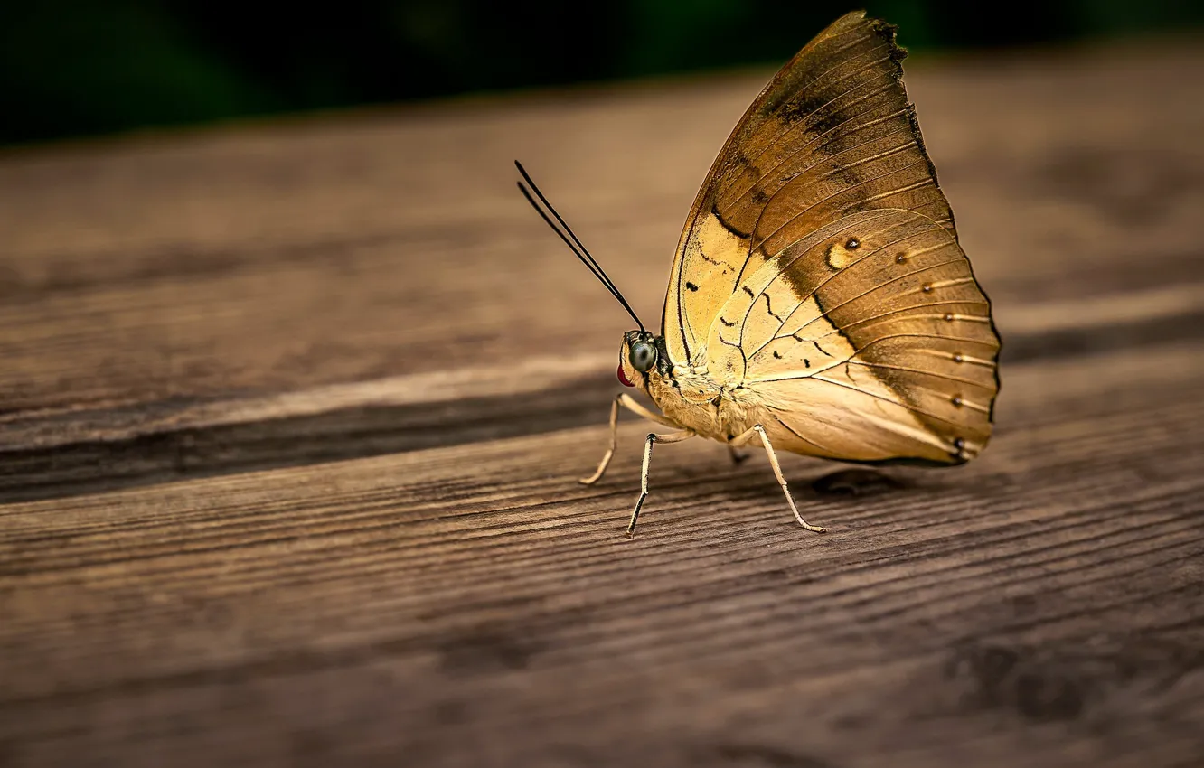 Photo wallpaper macro, butterfly, Board, insect, camouflage, brown