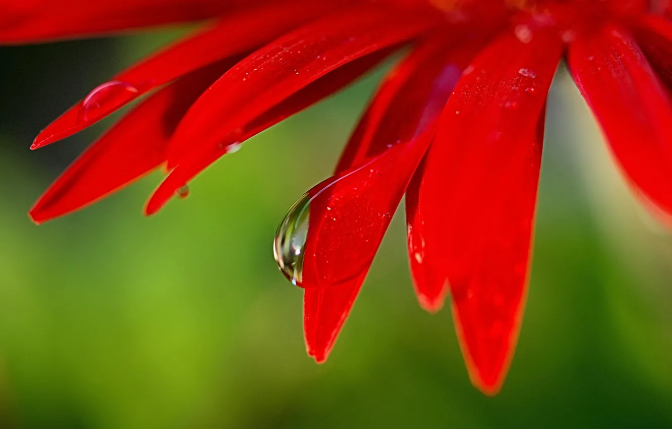 Photo wallpaper macro, flowers, petals, a drop of water, bright red