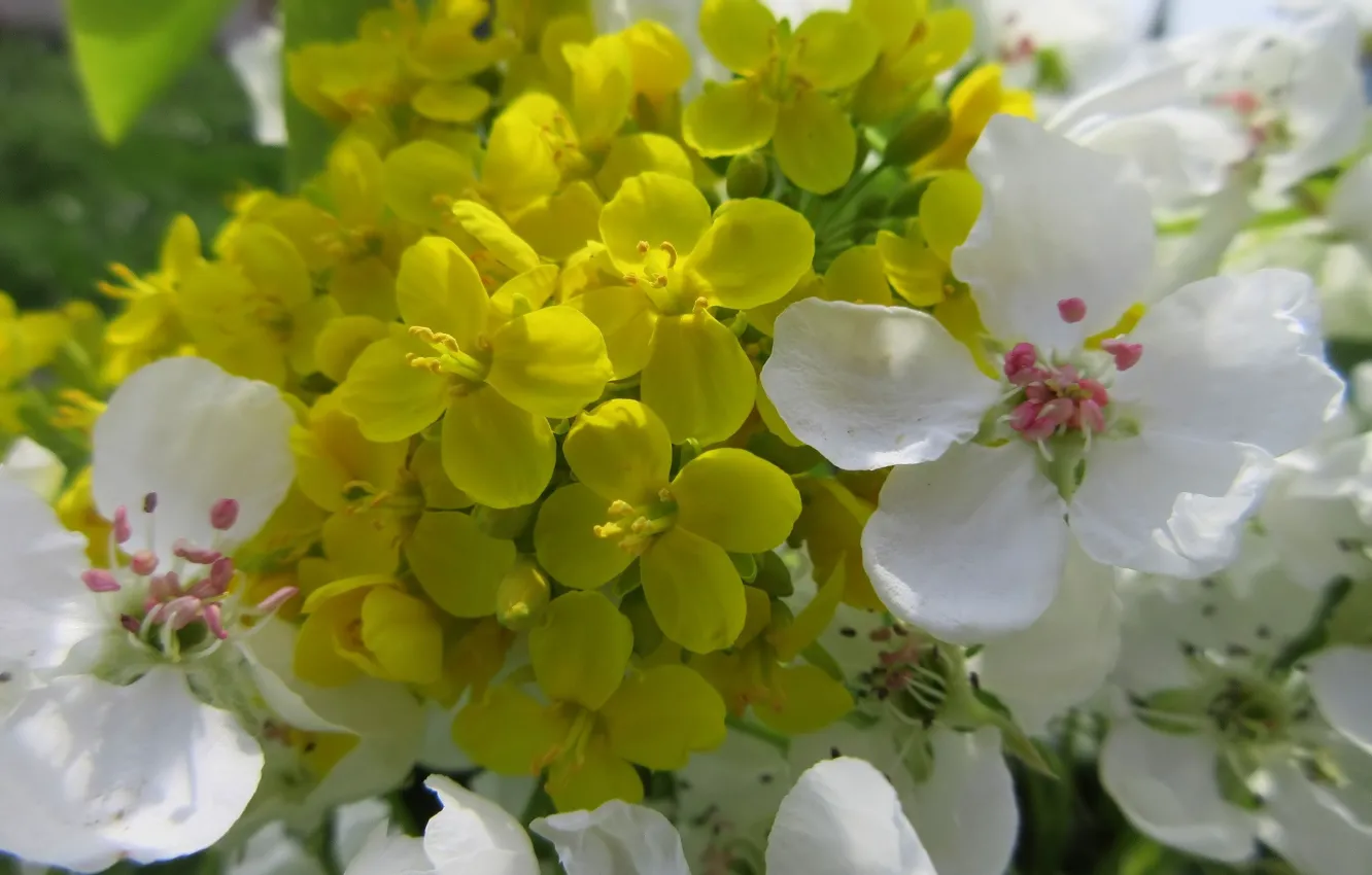 Photo wallpaper flowers, white, yellow, spring 2018, Mamala ©