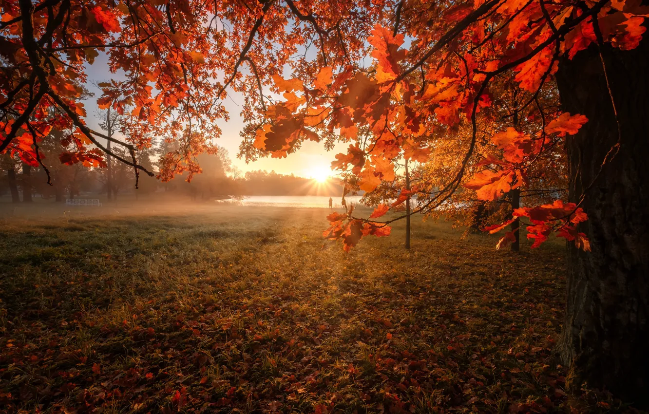 Photo wallpaper autumn, the sun, rays, trees, river, dawn, foliage