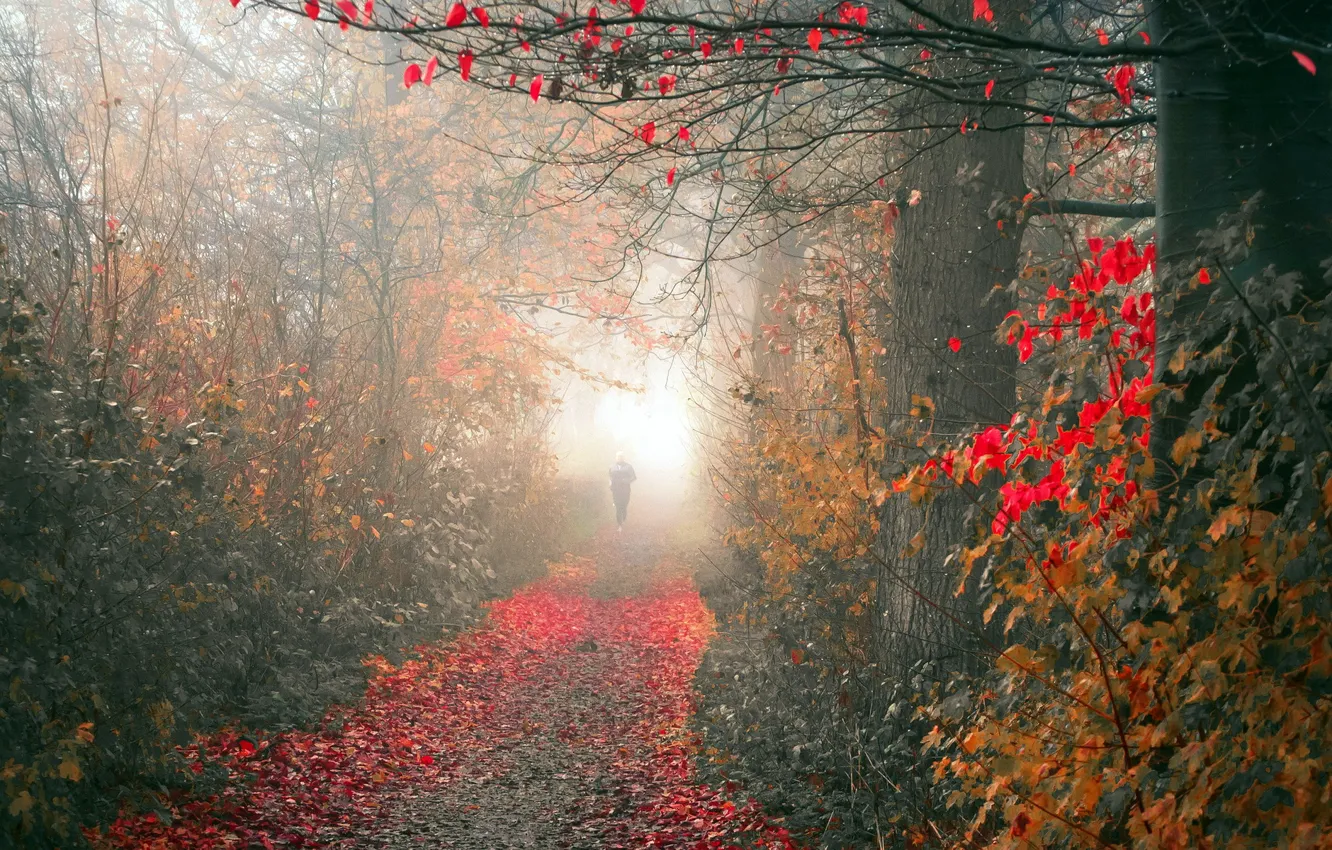 Photo wallpaper autumn, nature, fog, Park
