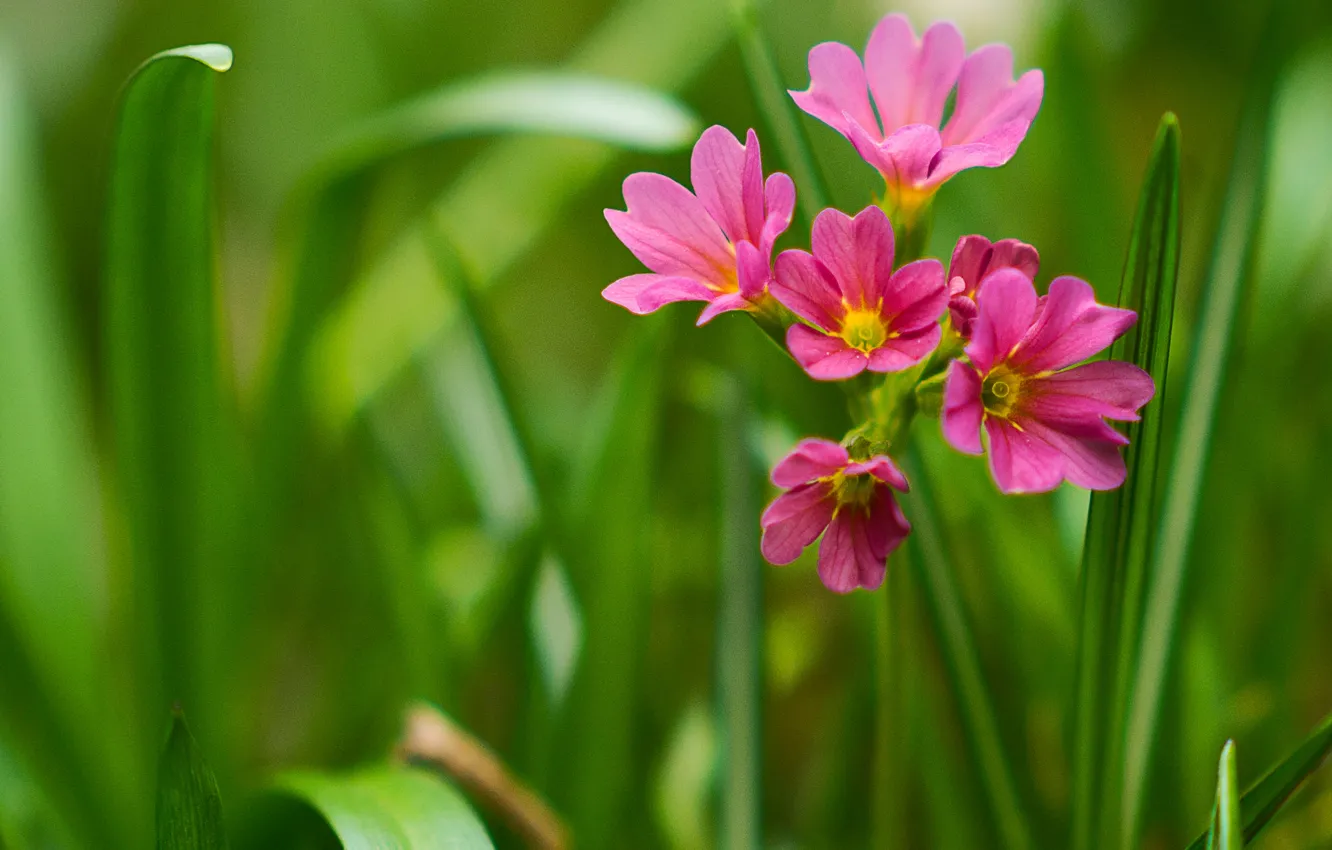 Photo wallpaper macro, Primula, Primula veris