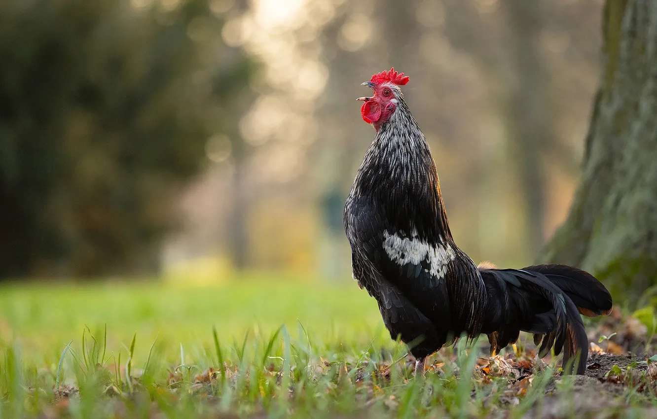 Photo wallpaper grass, trees, nature, Park, bird, glade, black, bokeh