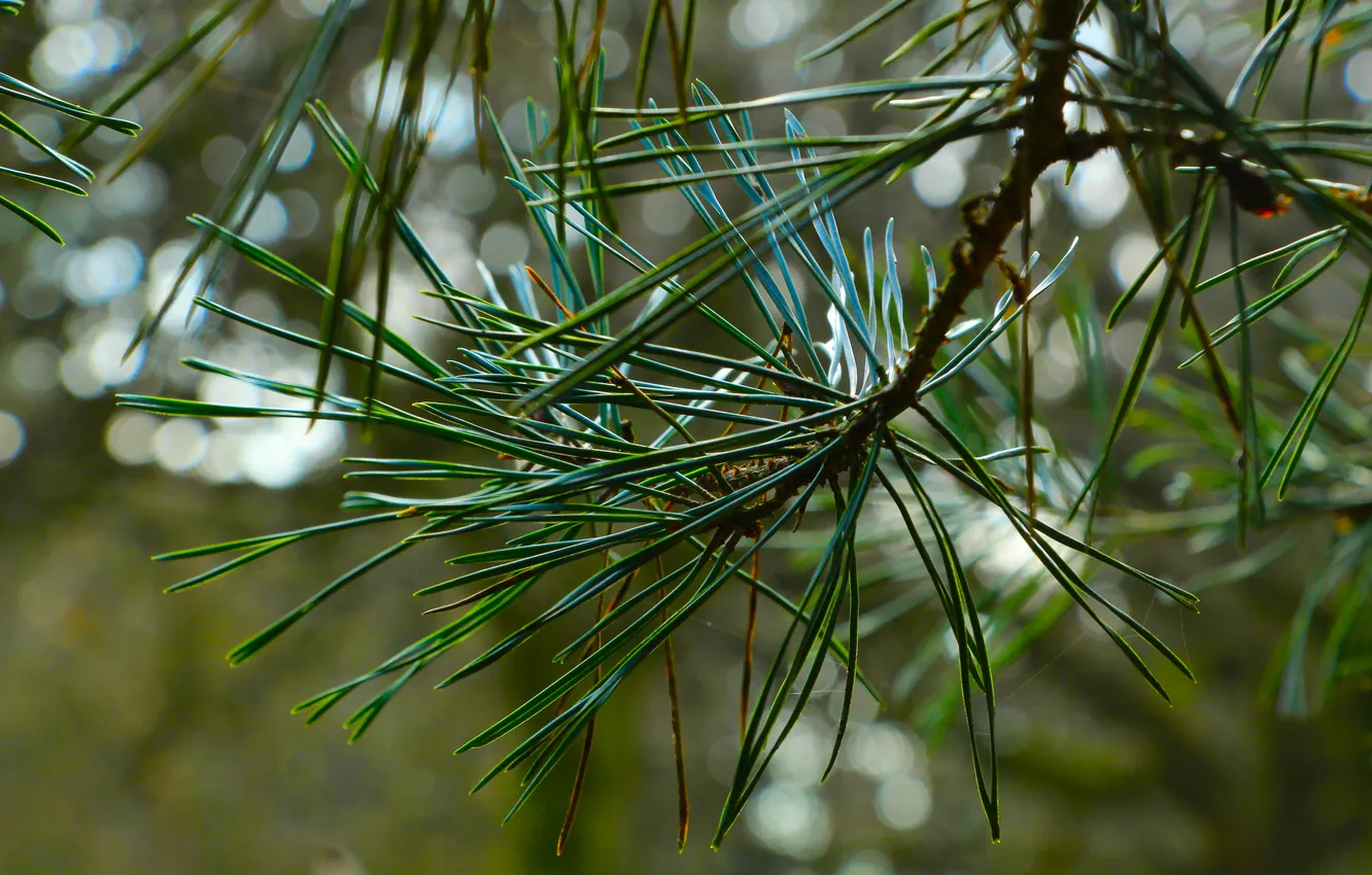 Photo wallpaper tree, pine, twig