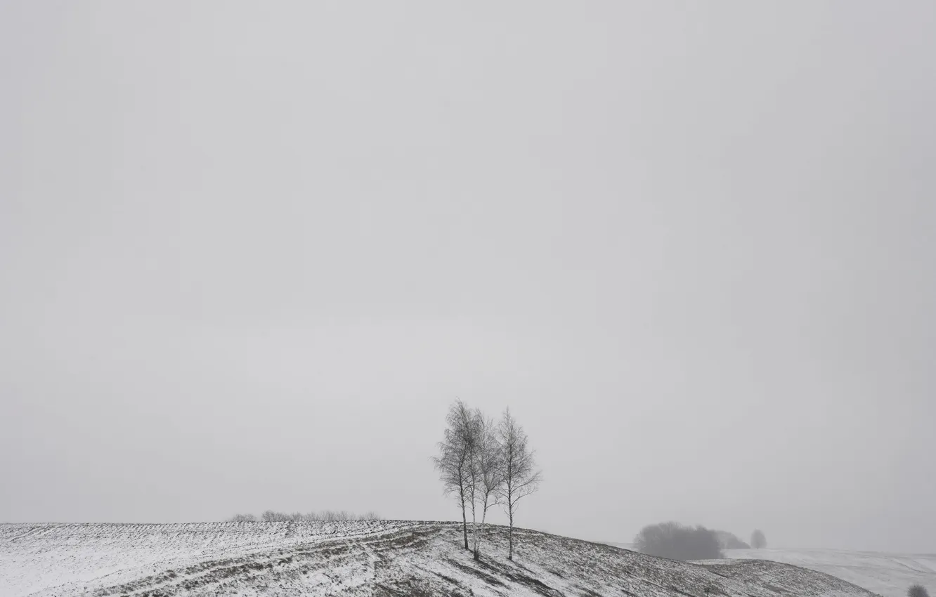 Photo wallpaper winter, field, birch