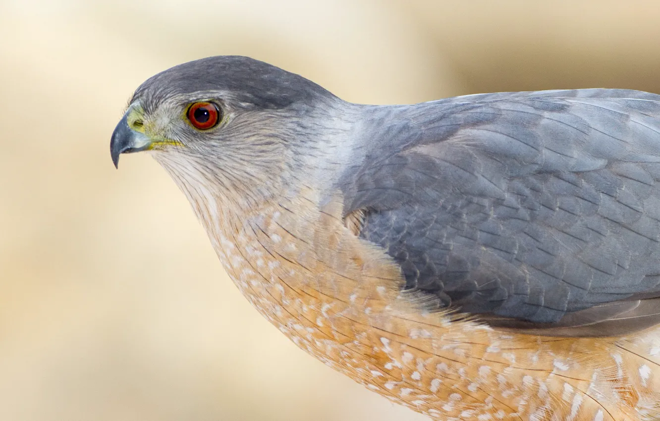 Photo wallpaper bird, beak, female, striped hawk