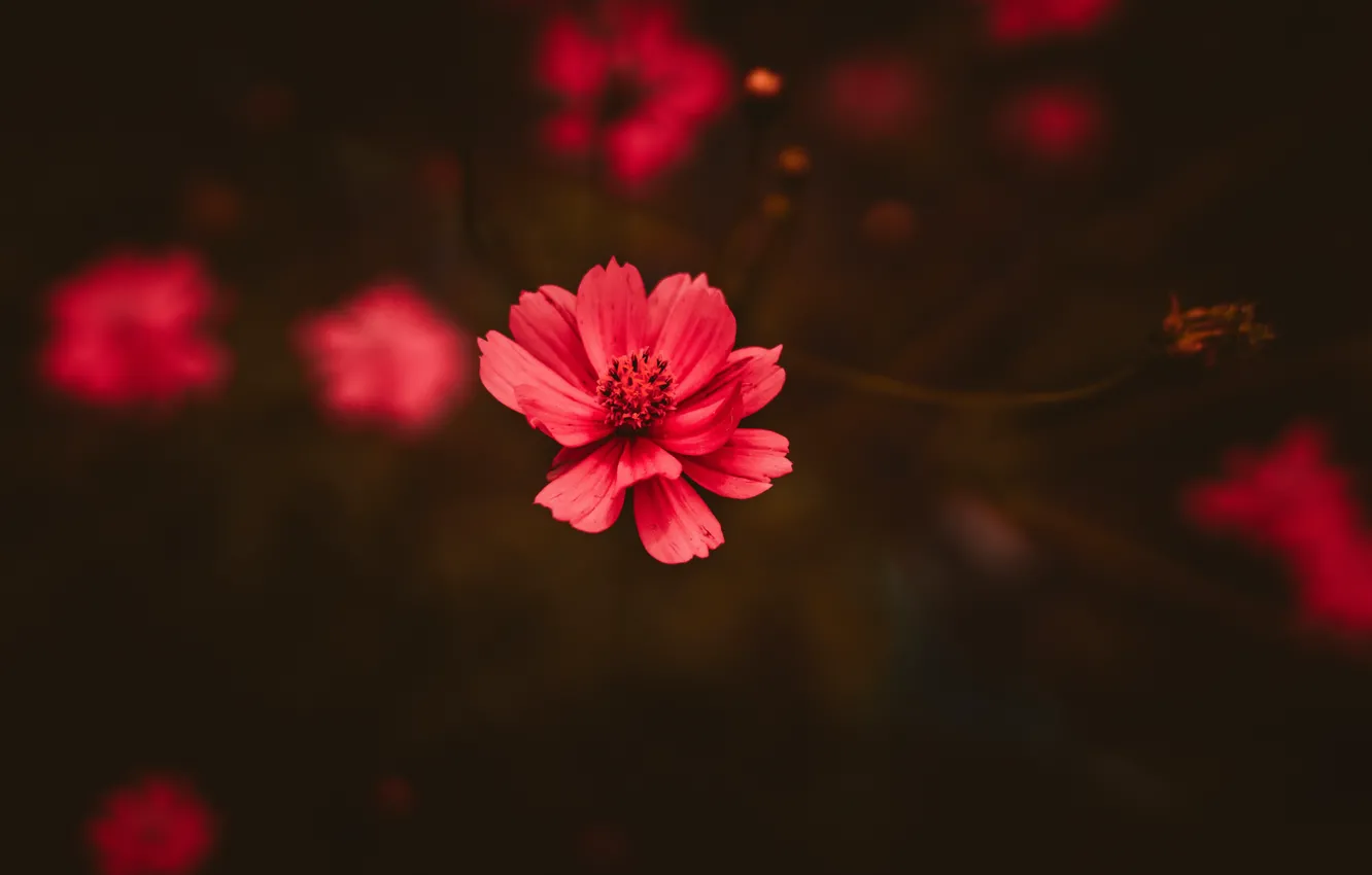 Photo wallpaper flowers, plant, color, flower, close-up, flowers, color, flora