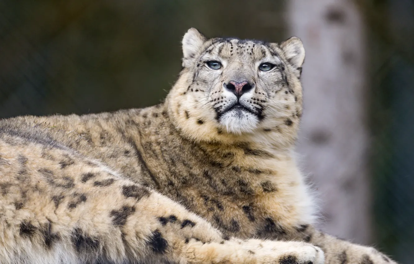 Photo wallpaper cat, IRBIS, snow leopard, ©Tambako The Jaguar