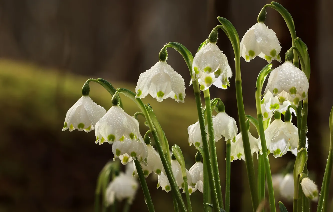 Photo wallpaper drops, macro, flowers, spring, snowdrops, white, bokeh, spring flowers