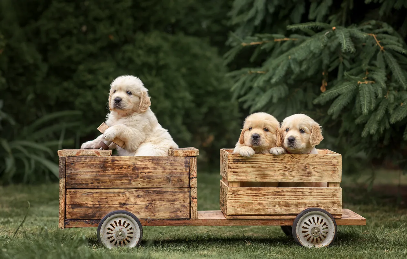 Photo wallpaper dogs, puppies, boxes, Golden Retriever, Golden Retriever, Victoria Dubrovskaya