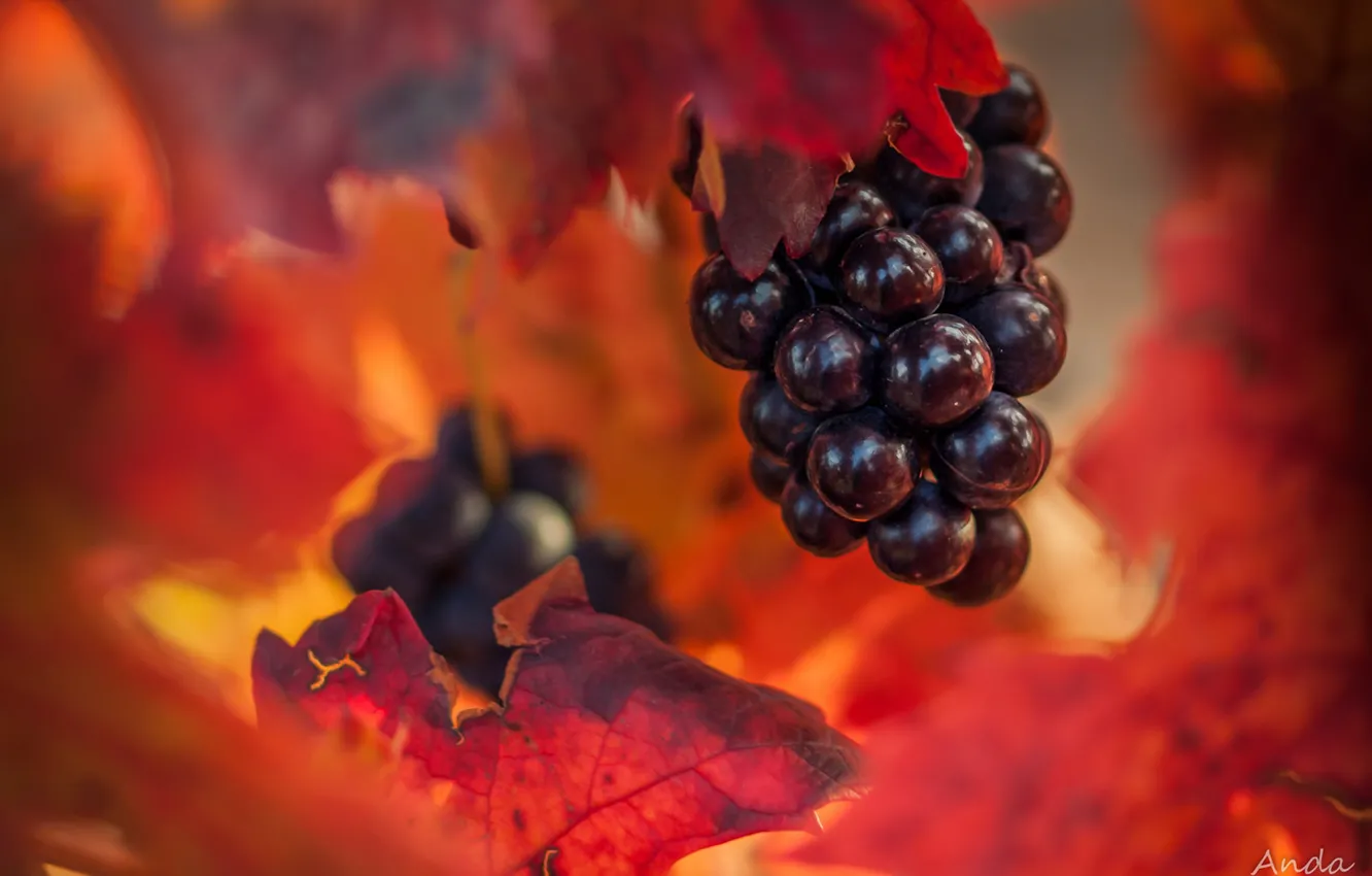 Photo wallpaper autumn, leaves, grapes, bunch, bokeh