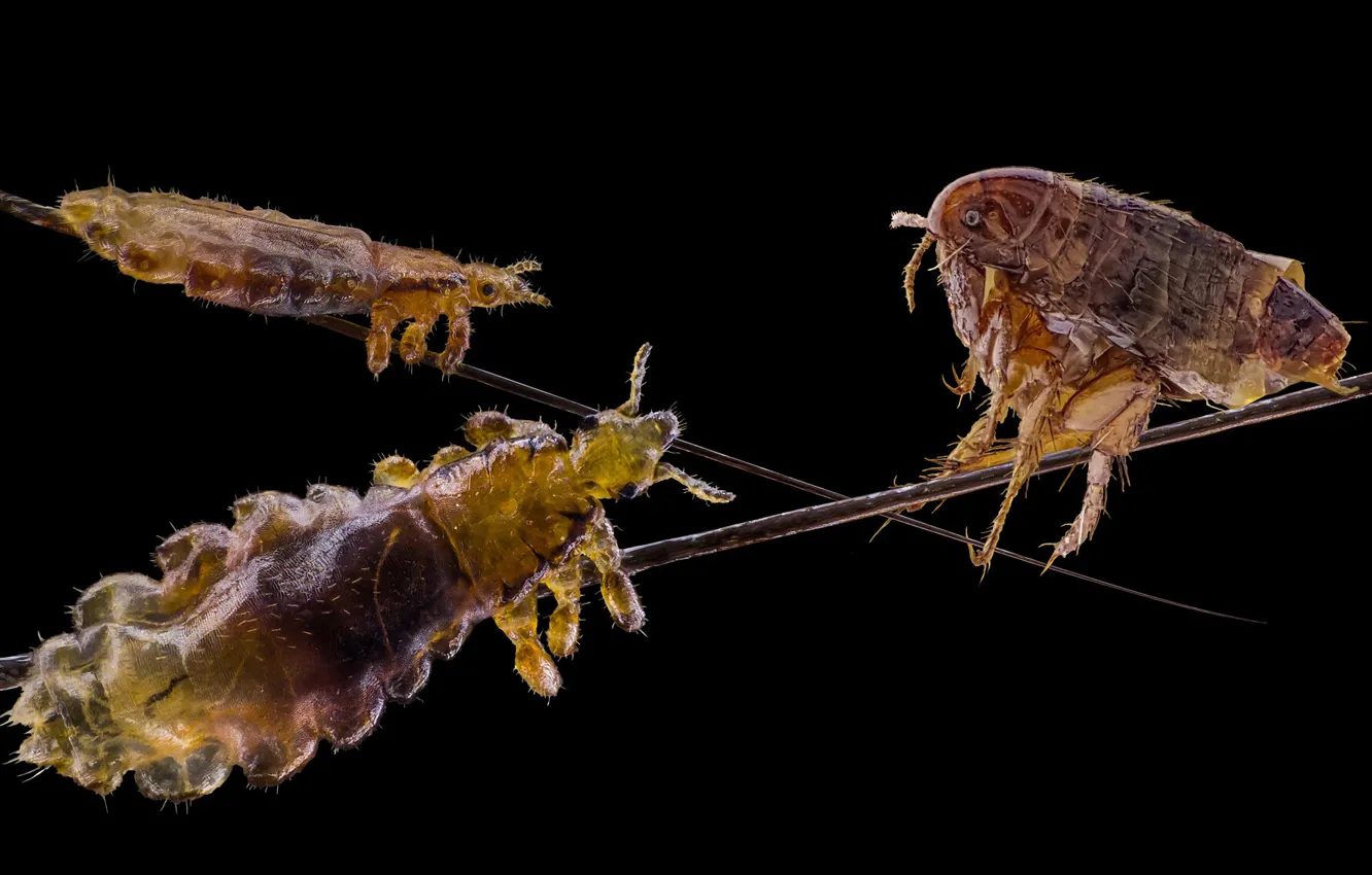 Photo wallpaper macro, bugs, fleas, lice
