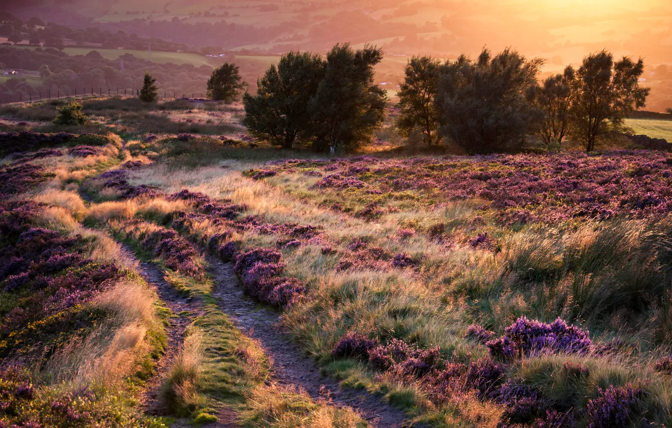 Photo wallpaper road, trees, sunset, flowers, hills